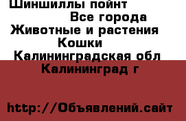 Шиншиллы пойнт ns1133,ny1133. - Все города Животные и растения » Кошки   . Калининградская обл.,Калининград г.